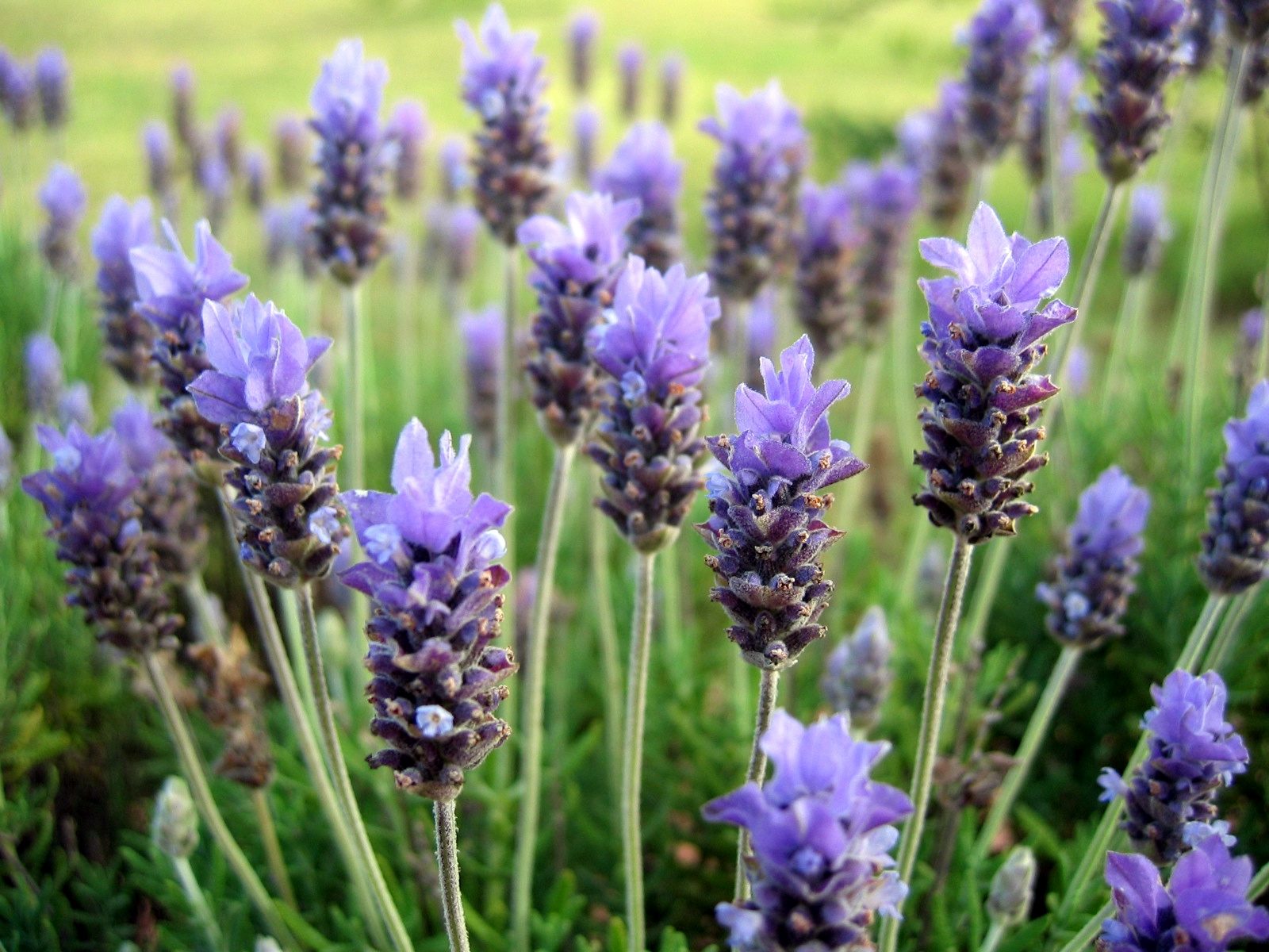 Como Y Porque Plantar Lavanda En El Huerto La Huertina De Toni
