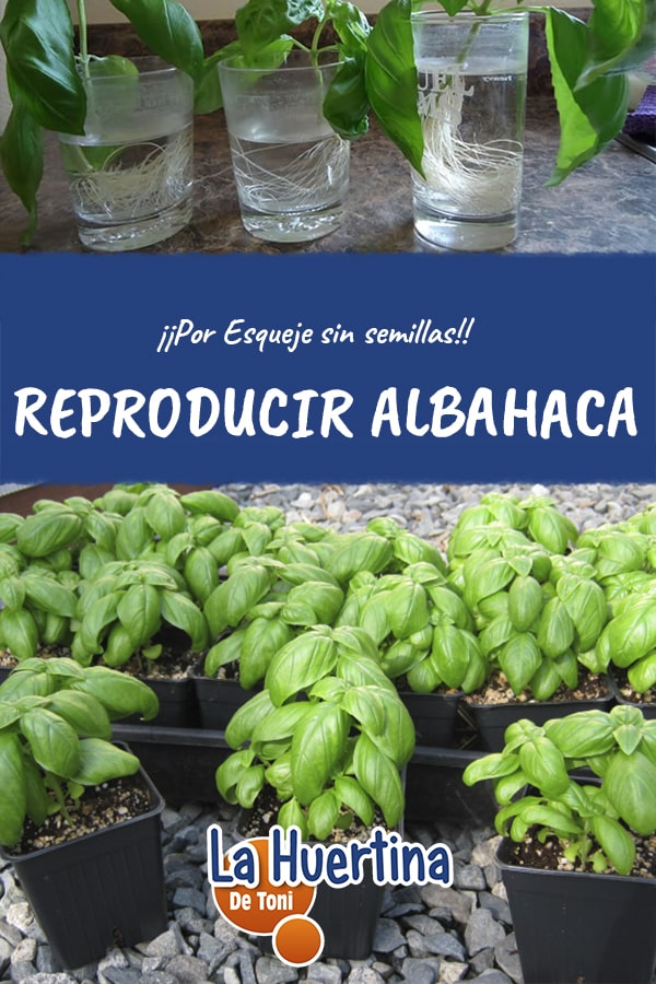 reproducir albahaca