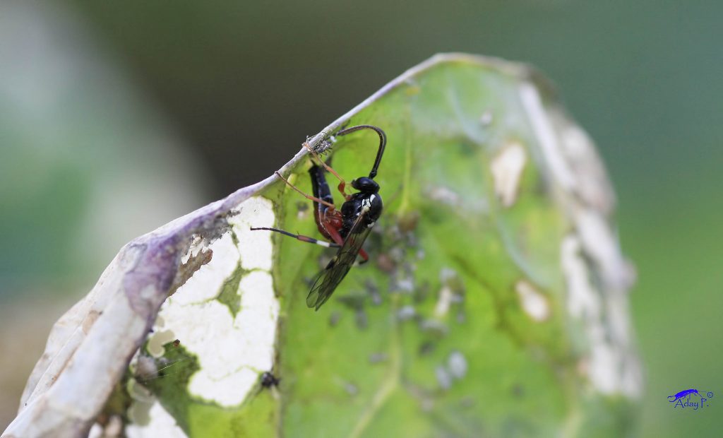 13333924205_6736f04e68_k