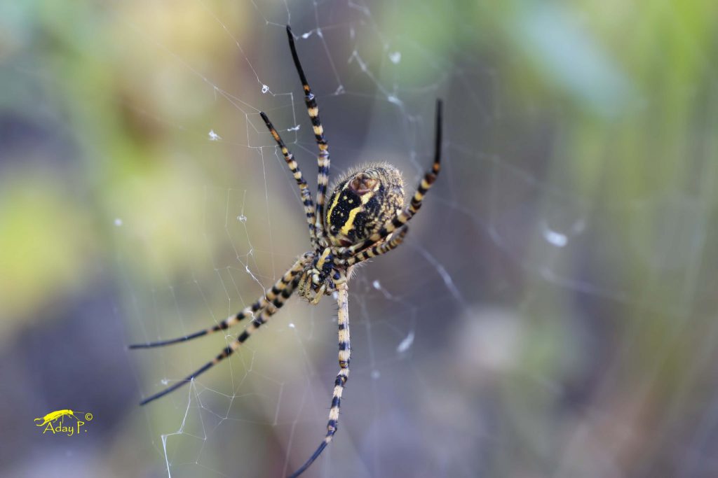 13665438505_c58c724f1c_k