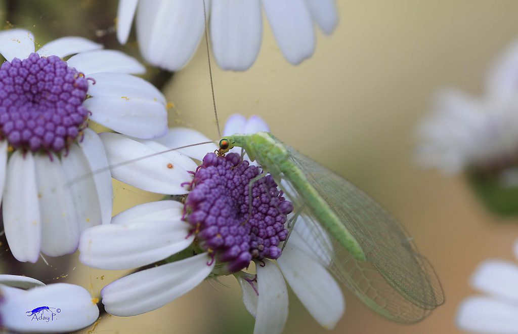 13892535101_a52655bcf6_k