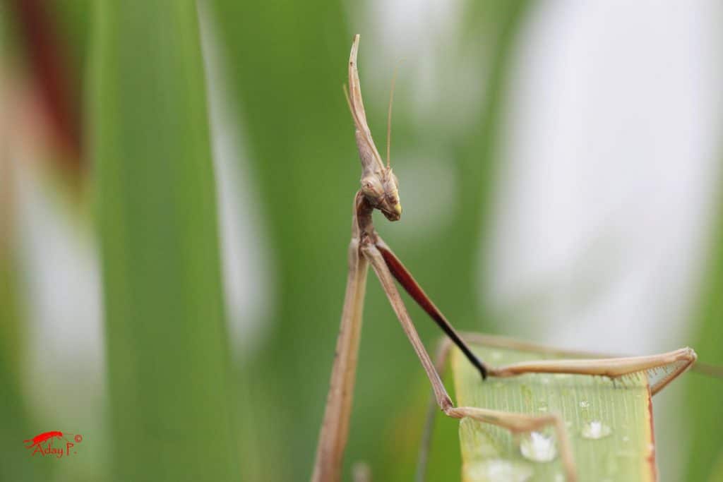 14639812589_0362e5d82d_k