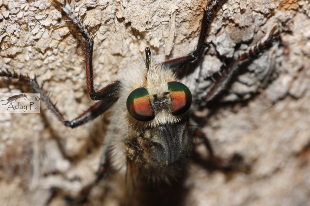 9772016733_e8084fe06a_o