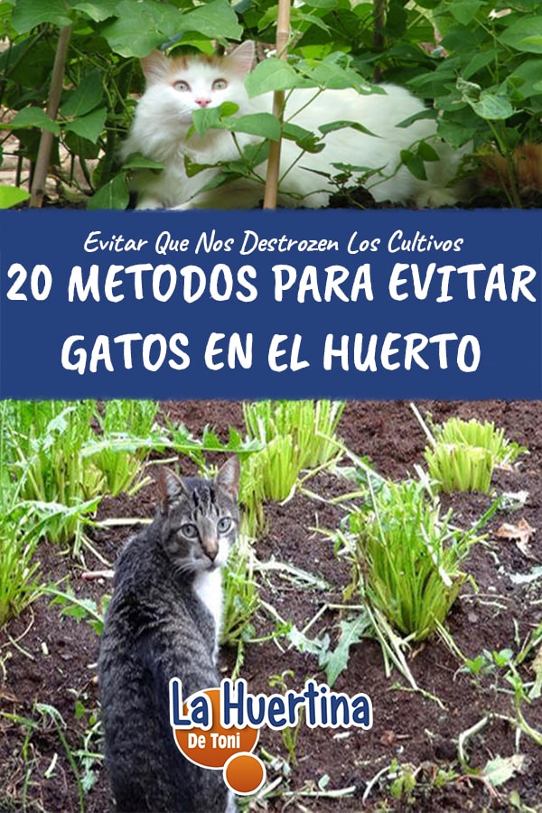 Libro Guinness de récord mundial longitud Mensurable 20 métodos para evitar gatos en tu huerta - La Huertina De Toni