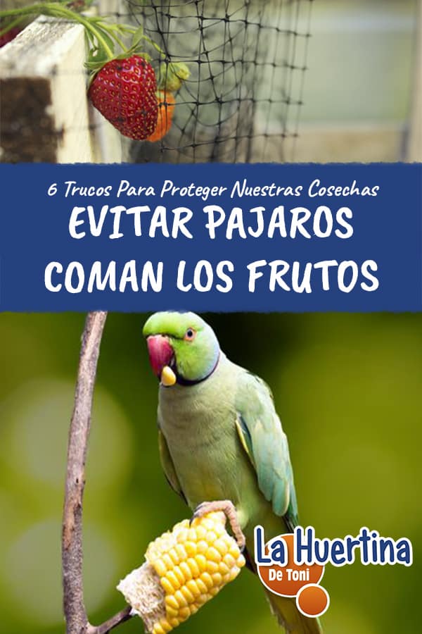6 métodos para evitar que las aves se coman los frutos - La Huertina De Toni