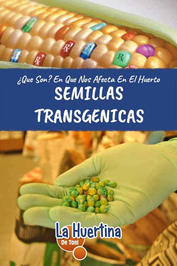 semillas transgenicas