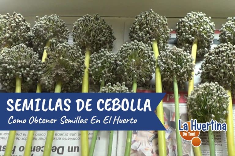 semilla-de-cebolla-c-mo-conseguir-semillas-de-nuestro-propio-cultivo