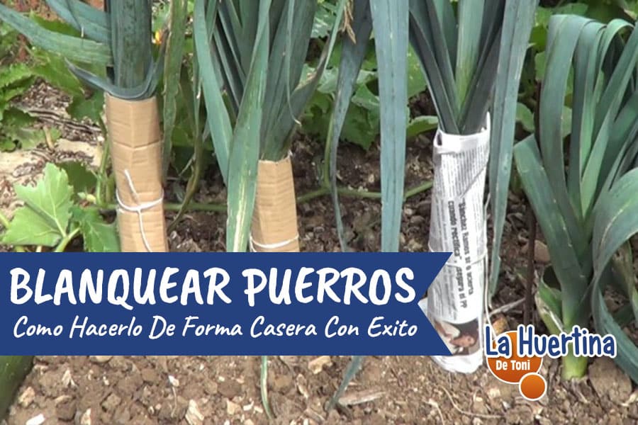 como blanquear puerros