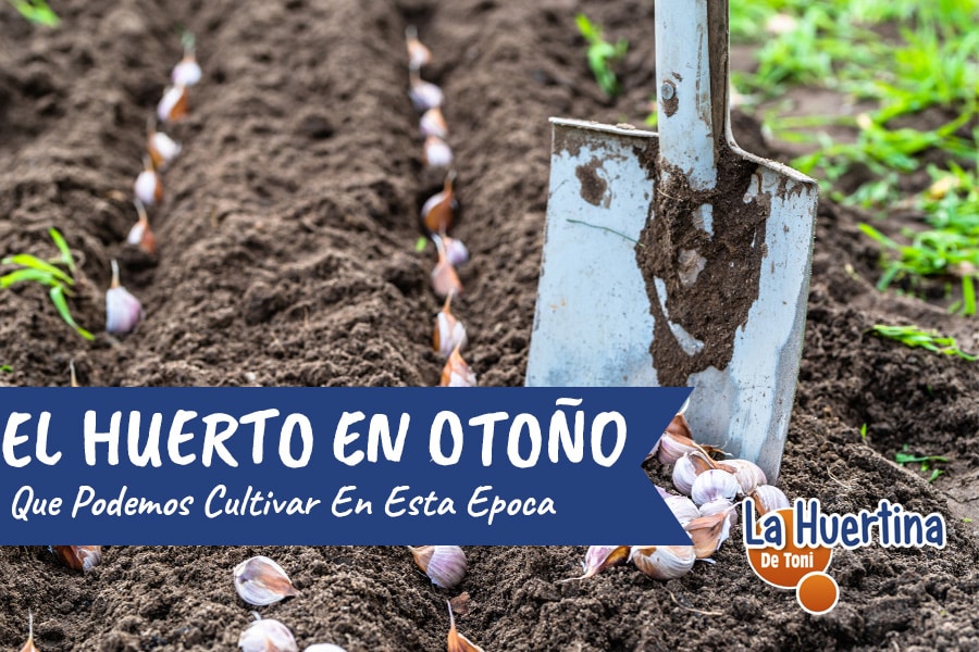 El Huerto En Octubre Otoño - La Huertina De Toni