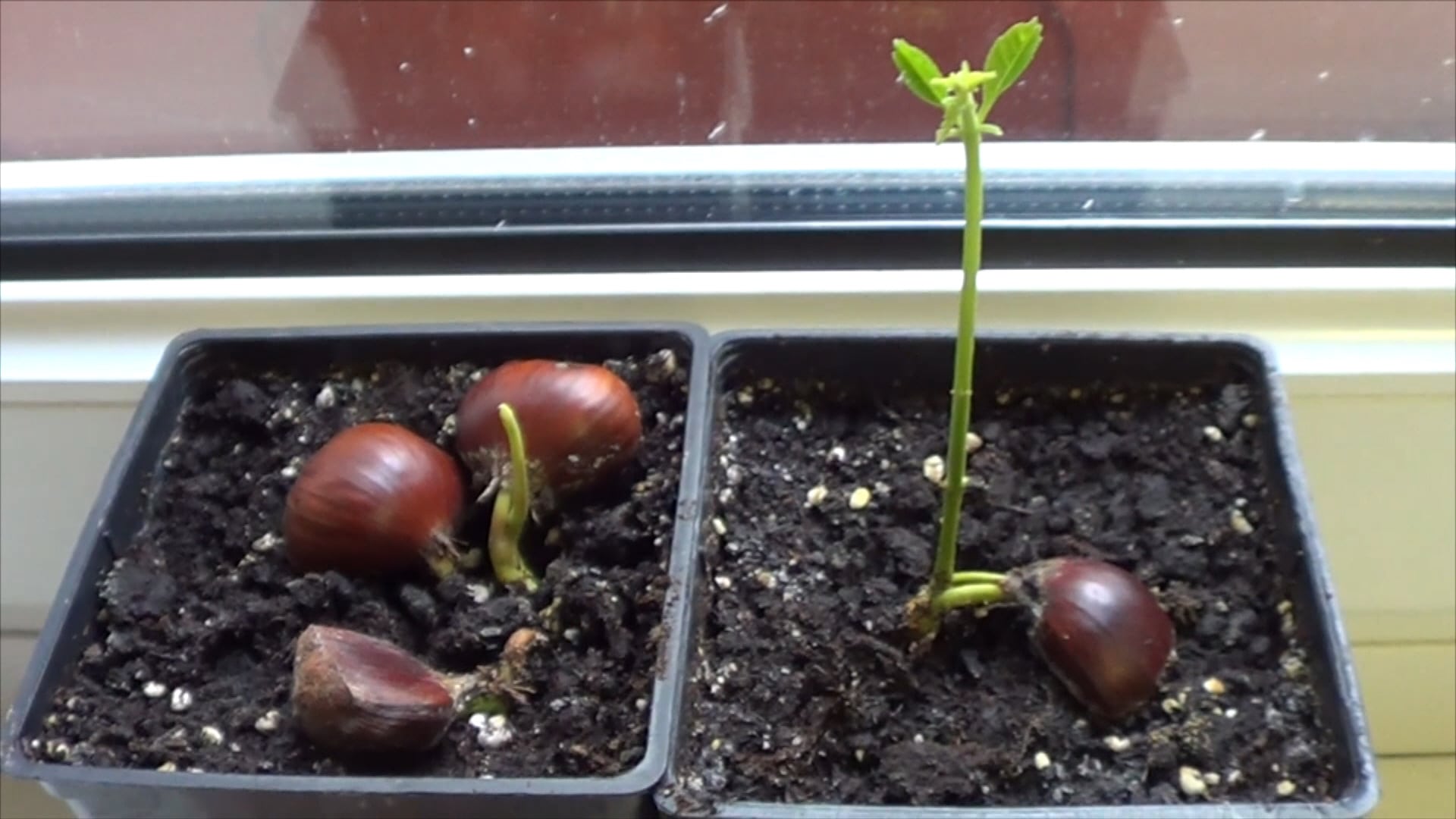 Como Germinar Una Castaña - La Huertina De Toni