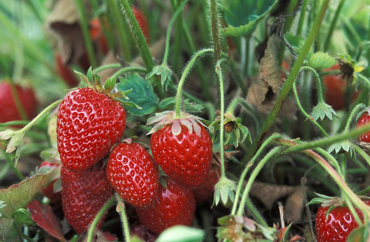 Guia Completa Del Cultivo De Las Fresas o frutillas