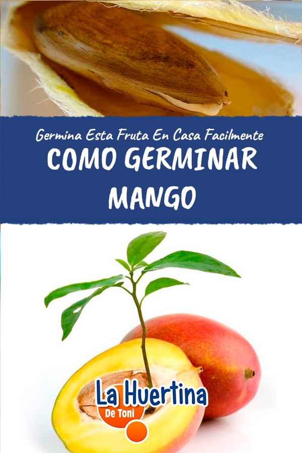 como germinar semilla de mango