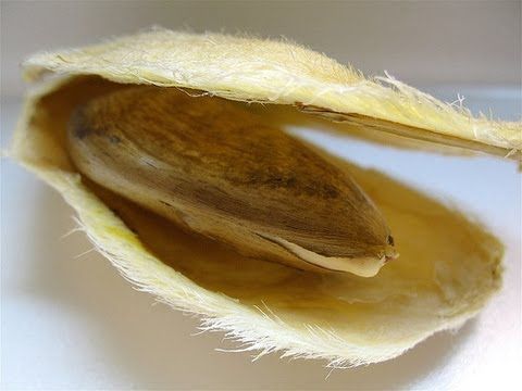 como germinar una semilla de mango