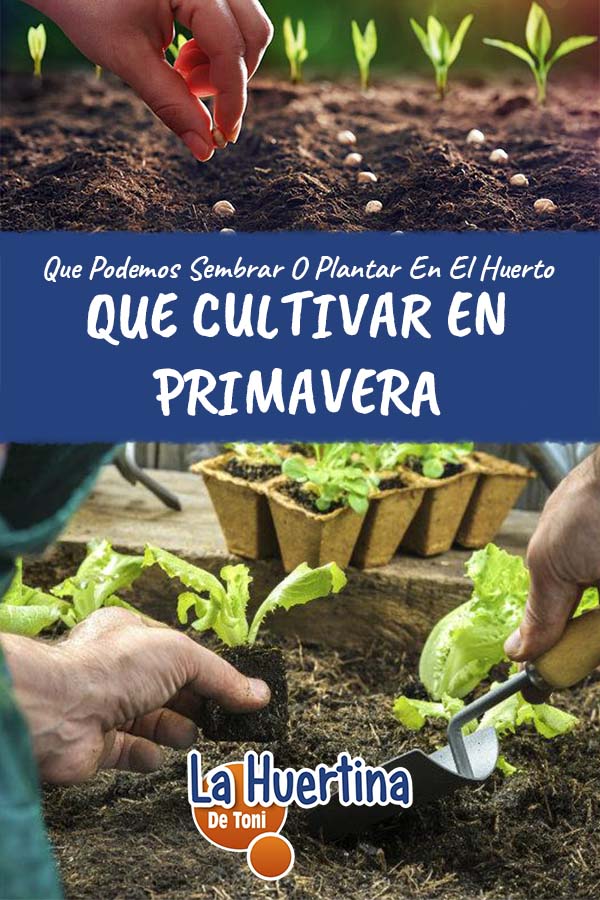 Que Sembrar Y Plantar A Finales De Invierno O Primavera