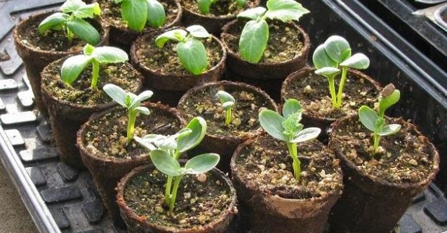 Cómo sembrar y cultivar Sandía de manera orgánica