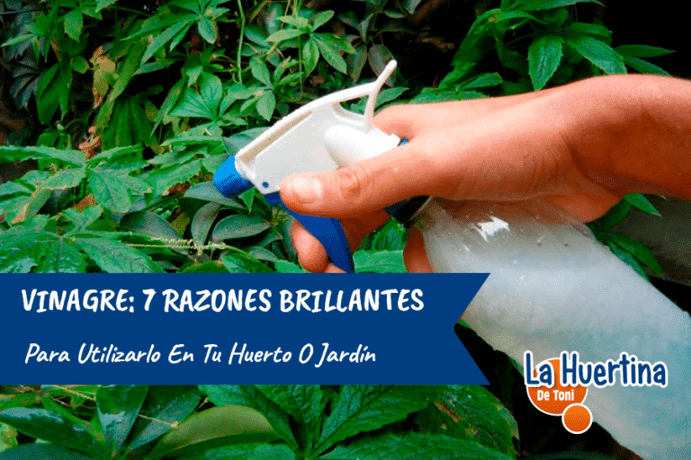 7 Razones Brillantes Para Usar Vinagre En Tu Huerto O Jardín