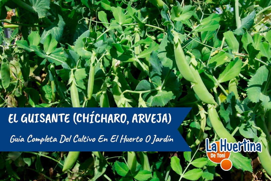 Guía Completa Del Cultivo Del Guisante ( chicharos , arvejas ) En El Huerto