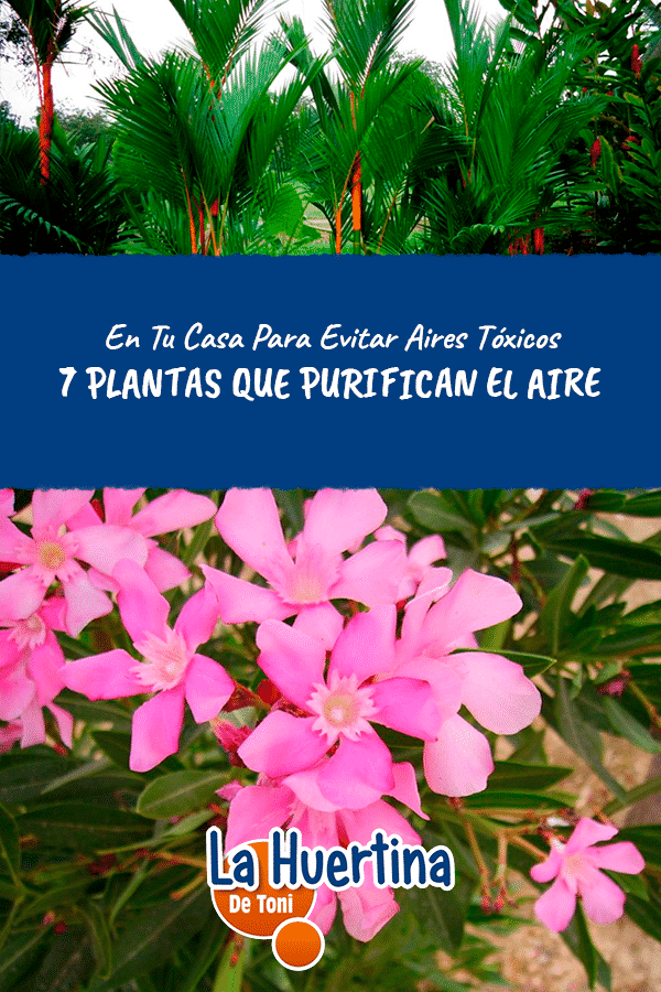 plantas purificadoras del aire plantas purificadoras del aire