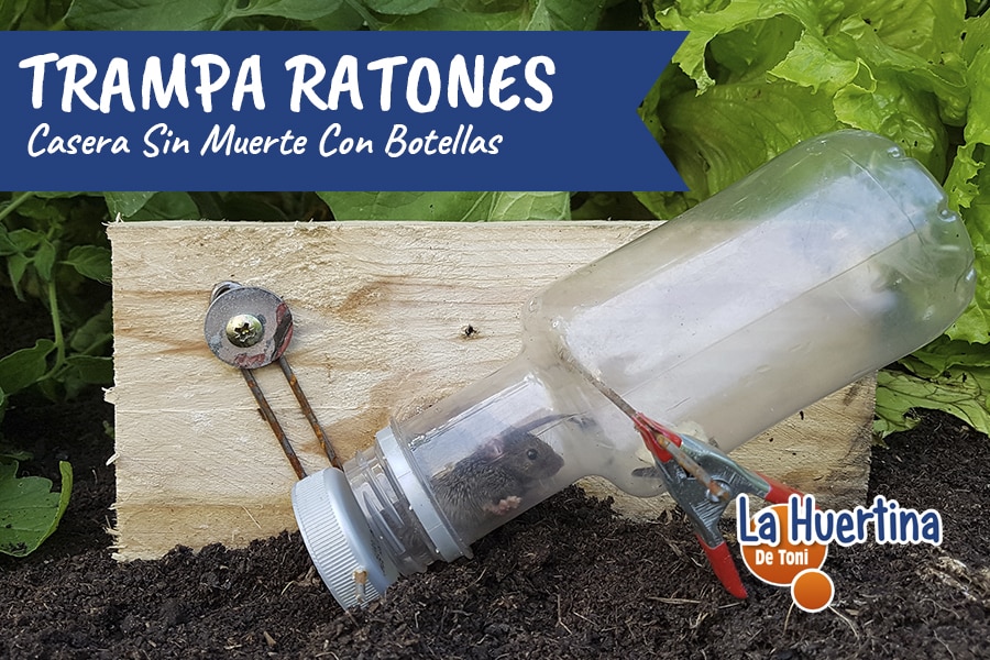 https://www.lahuertinadetoni.es/wp-content/uploads/2018/11/Trampa-Para-Ratones-Sin-Muerte-Con-Botella-Reciclada.jpg