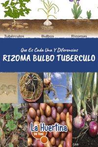 Que Es Un Rizoma, Un Tubérculo Y Un Bulbo. Y Sus Diferencias
