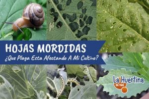Hojas Mordidas En Mis Plantas ¿Quien Las Come? ¿Como Solucionarlo?