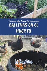 5 Formas en que las Gallinas pueden Ayudar a que tu Huerta Crezca