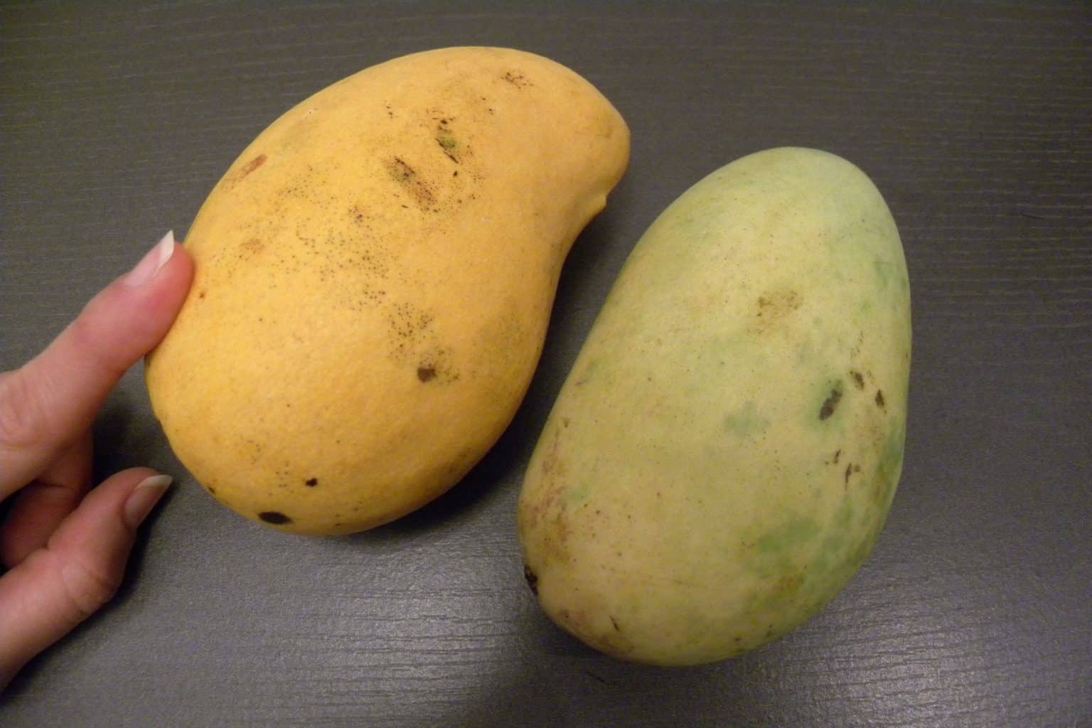 Cómo plantar y cuidar correctamente un árbol de mango. - La Huertina De ...