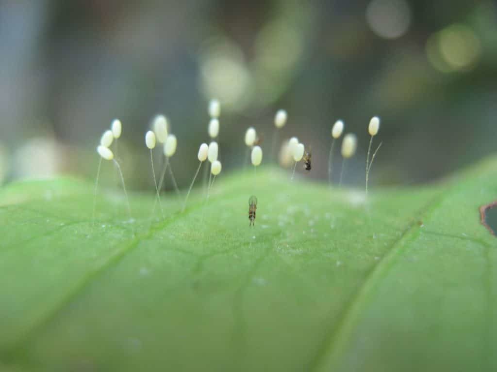 huevecillos del pulgón o de otros insectos