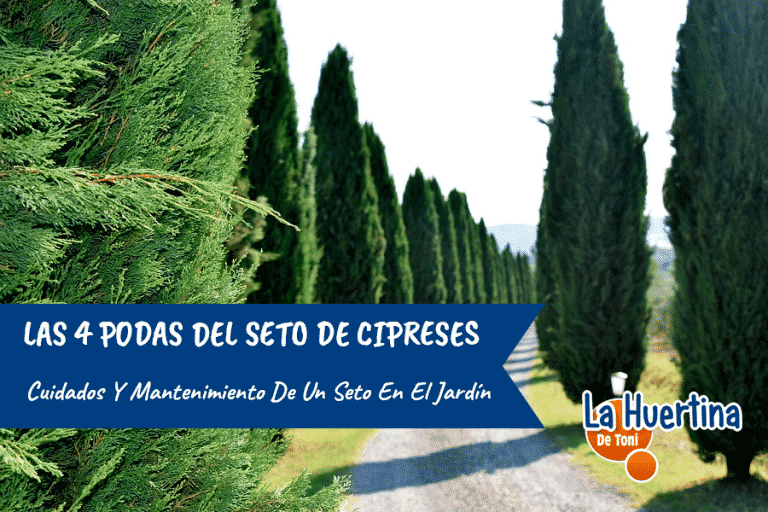 Cuidados y mantenimiento de un seto de cipreses: 4 podas ...