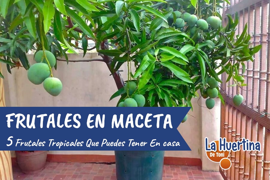5 Árboles Tropicales que puedes Plantar de Semilla en Maceta