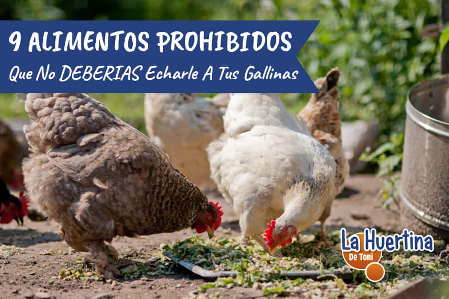 ¿Qué verduras no pueden comer las gallinas