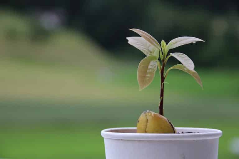 Como Saber Los Litros De Una Maceta