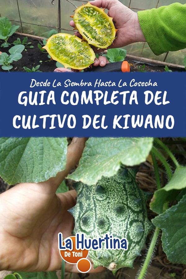 kiwano planta