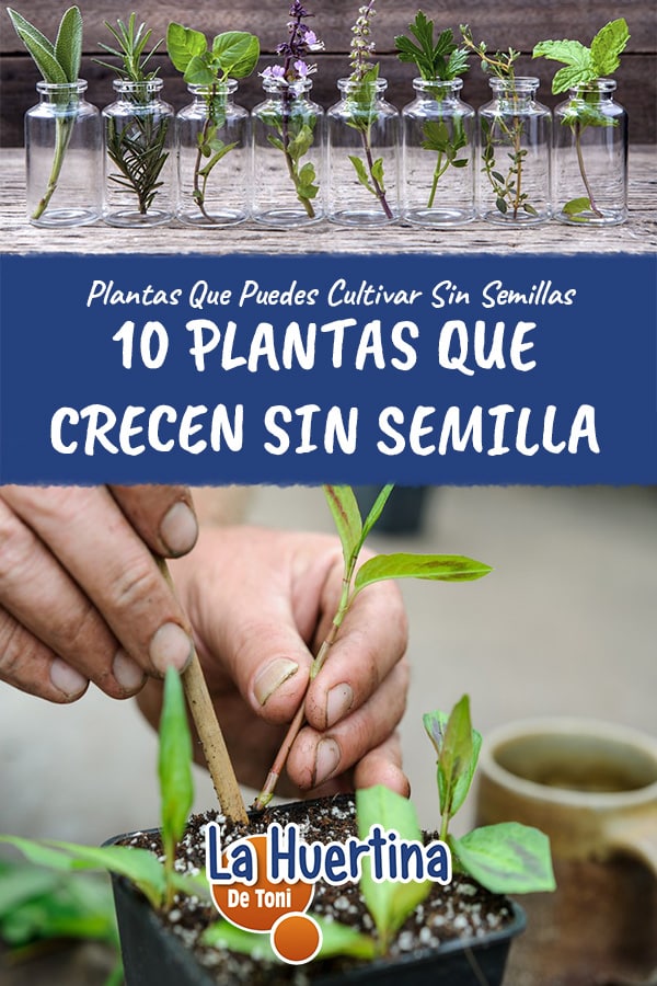 10 plantas sin semillas