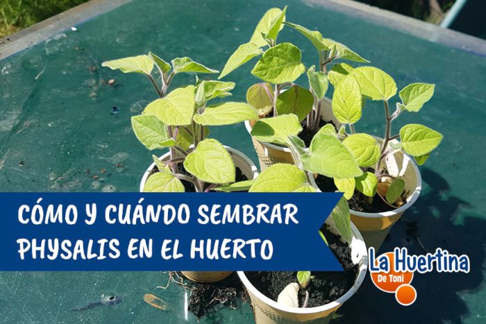 huerta physalis