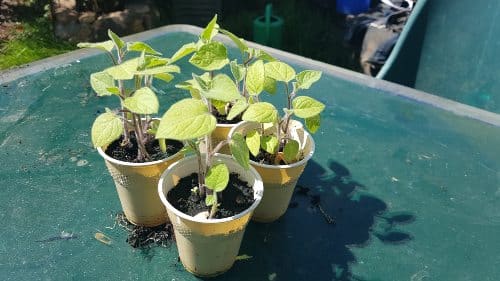 physalis sembrar