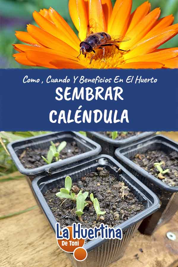 sembrar caléndula sembrar caléndula