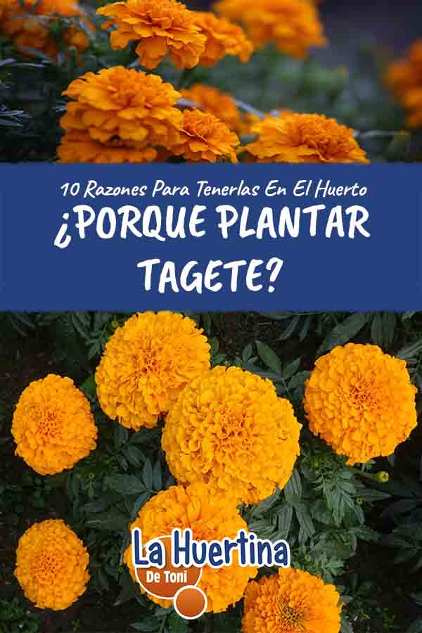 porque plantar tagete en el huerto