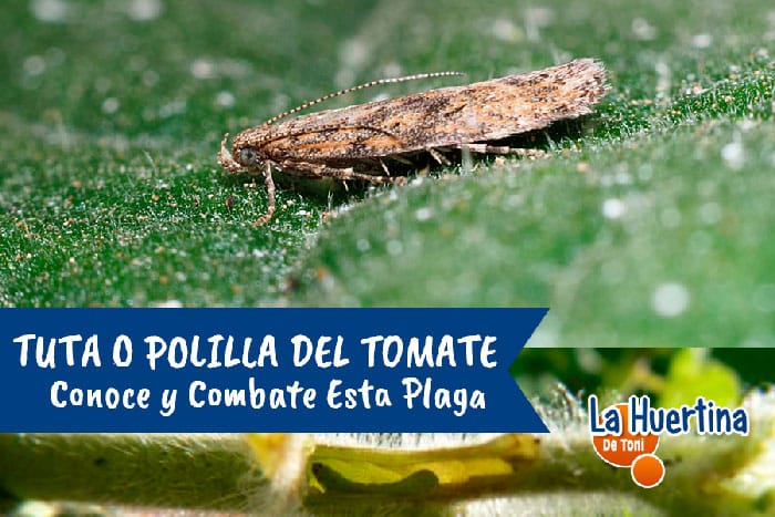 Tuta Tuta Absoluta O Polilla Del Tomate Conocer Y Combatir Tuta Tuta Absoluta O Polilla Del Tomate Conocer Y Combatir