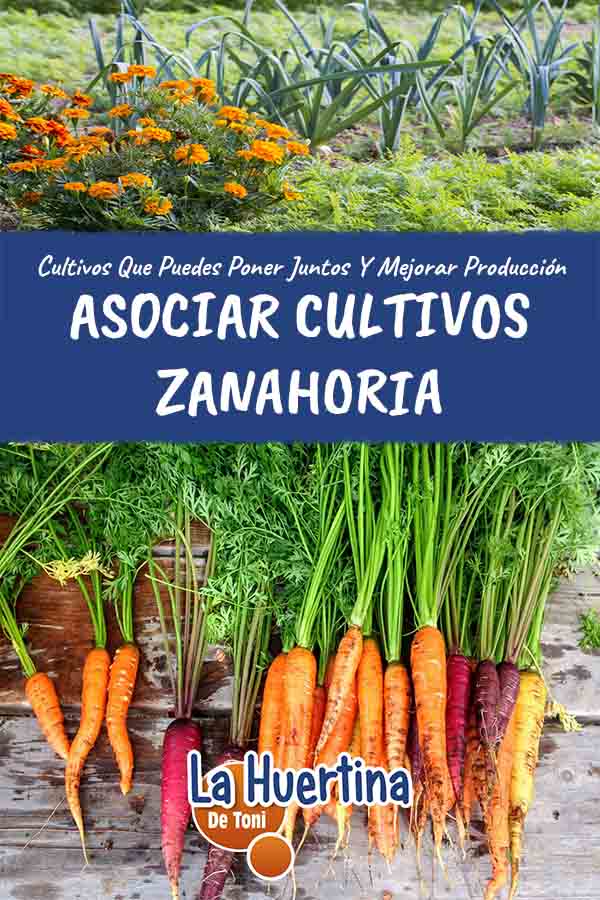 asociar cultivos zanahoria