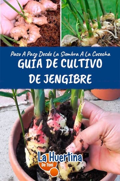 como plantar jengibre