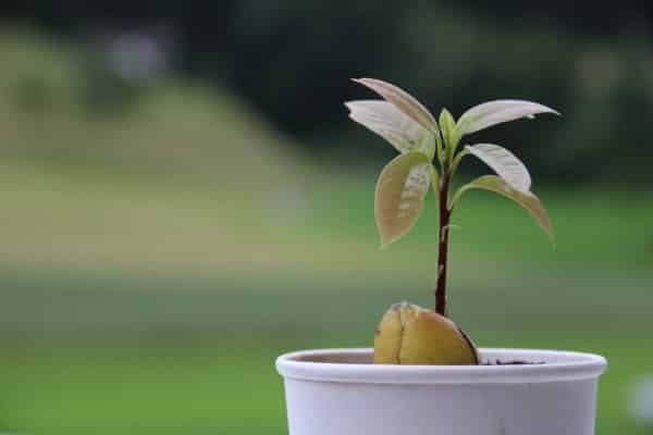 plantar aguacate para que de fruto