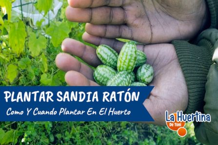 sembrar cucamelon