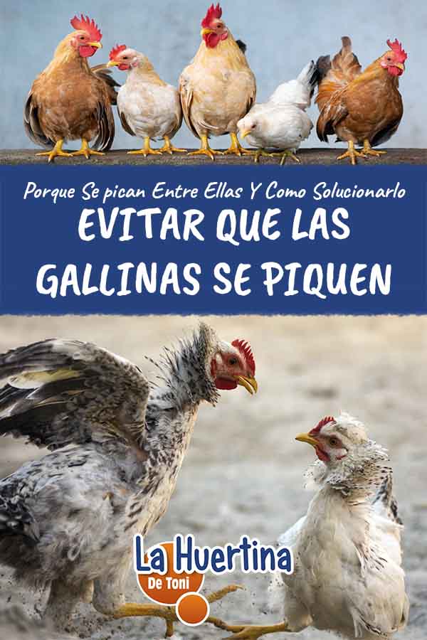 como evitar que se piquen las gallinas