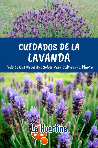 cuidados de la lavanda