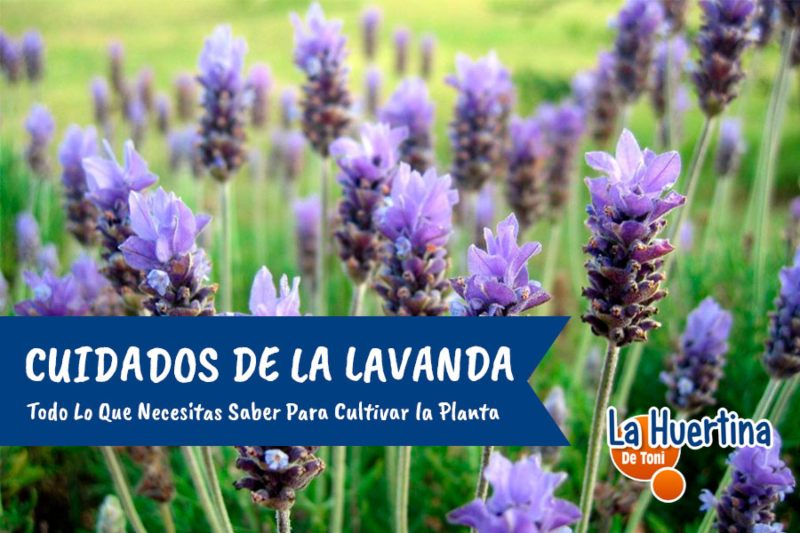 cuidados lavanda