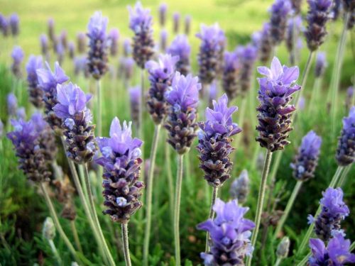 cuidados planta lavanda