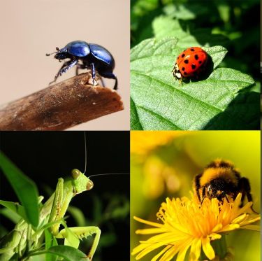 insectos beneficiosos plantas