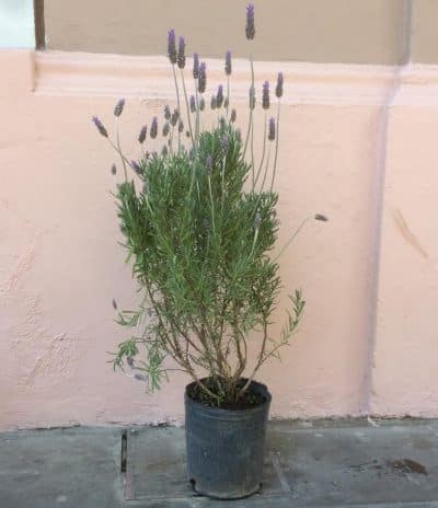 lavanda en maceta cuidados