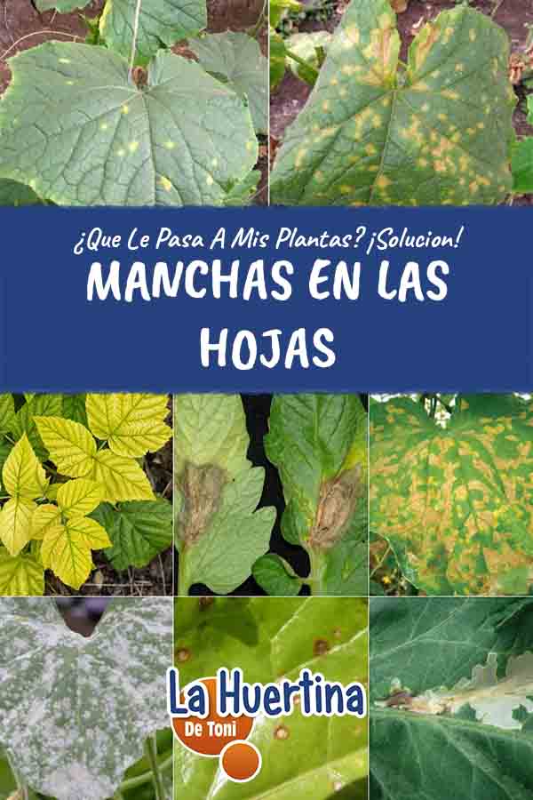 manchas en las hojas como solucionarlo